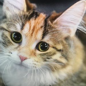 Meet your Posher, Kyler